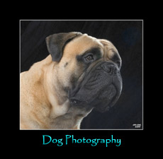 Cath Lewis canine photography  and digital imaging