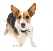 Cath Lewis Dog Portrait Photography and digital imaging